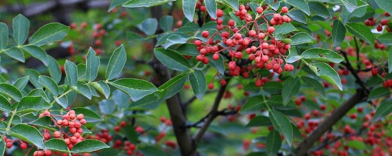 五年花椒树修剪技术