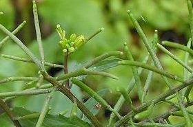 蔊菜（蔊菜和苋菜）