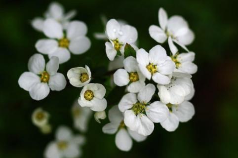 雪柳枝条可以插土种植吗