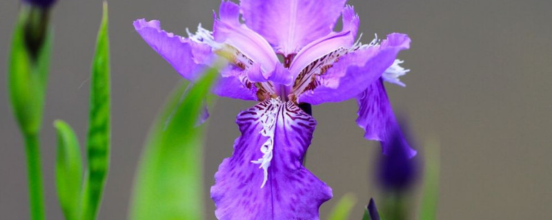 紫蝴蝶的养殖方法和注意事项 紫蝴蝶怎么养