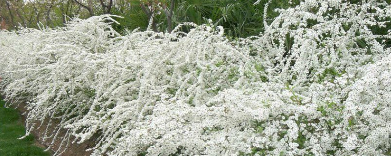 喷雪花和绣线菊的区别（喷雪花和绣线菊哪个更好看）