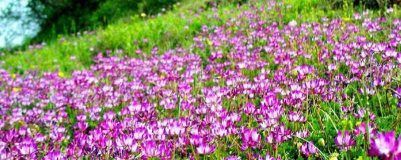 紫花苜蓿怎么种植（紫花苜蓿怎么种植技术）