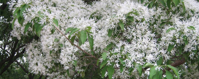 流苏嫁接桂花有啥缼点 流苏嫁接桂花和原生桂花