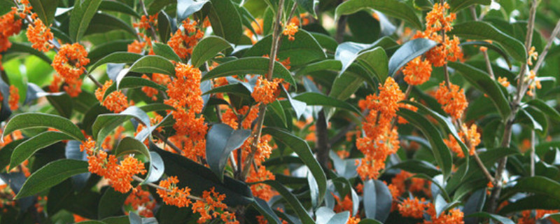 桂花树怎么种植（桂花树怎么种植才能发芽）