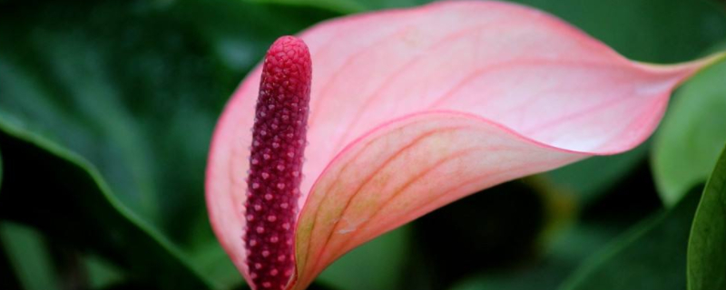 火鹤花怎么开花 火鹤花怎么修剪爱开花