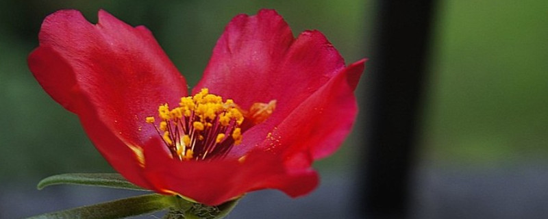 红色的太阳花的花语和寓意 玫红色太阳花的寓意和花语