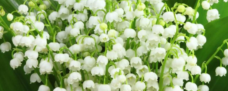 白色铃兰的花语是什么 铃兰各种颜色的花语