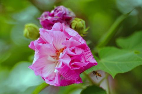 芙蓉花几月份开花