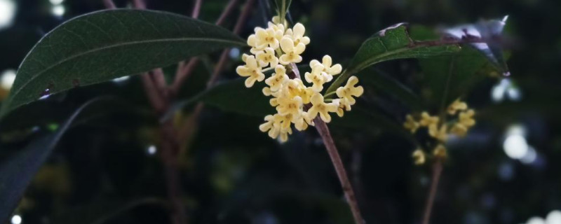 一朵桂花有几个花蕊（桂花的花朵有几瓣）