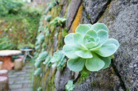 石莲花怎么养：怕积水，忌烈日 石莲花属的养殖方法和注意事项