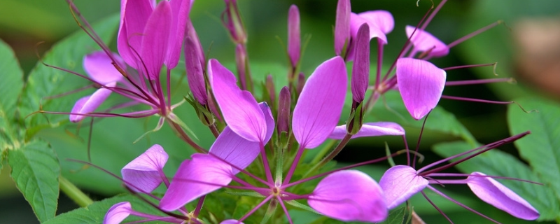 醉蝶花怎么发芽（醉蝶花的生长过程）