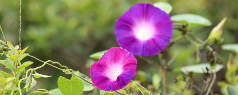 牵牛花不开花光长藤是什么原因（牵牛花为什么光长藤不开花）