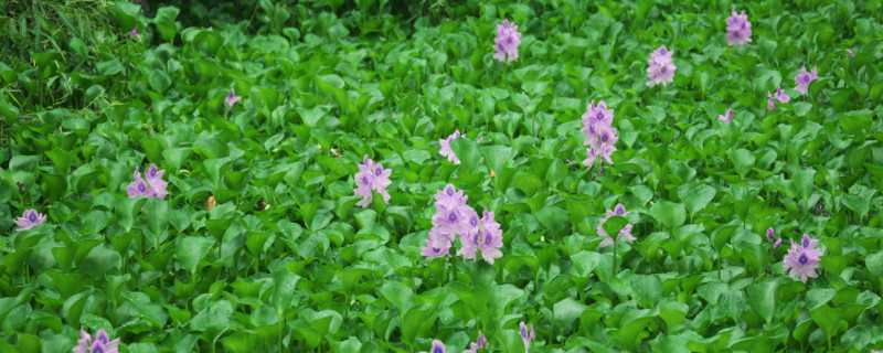 水葫芦黄叶烂叶怎么办（水葫芦叶子发黄怎么救）