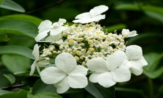 琼花怎么浇水，详解琼花浇水方法（琼花怎么种植）