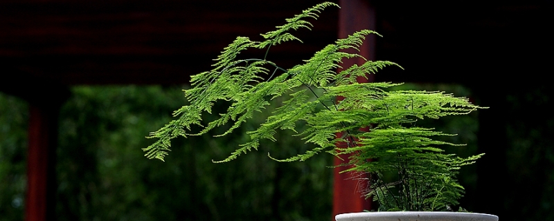 文竹开花的味道有毒吗