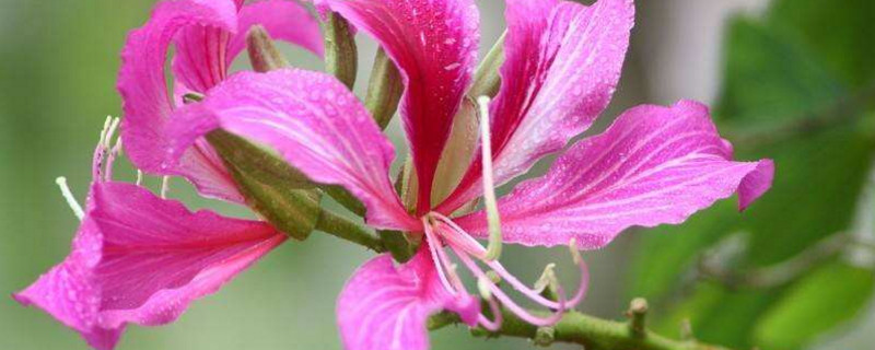 代表香港的花 代表香港的花是什么花?