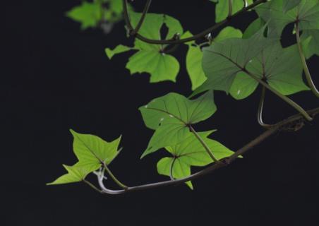 菱叶粉藤的养殖方法：菱叶粉藤生长期应保证水分的充足供应