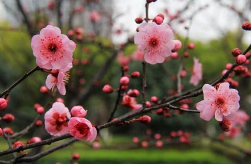 榆叶梅的花语及作用，花语欣欣向荣/榆叶梅种仁能入药