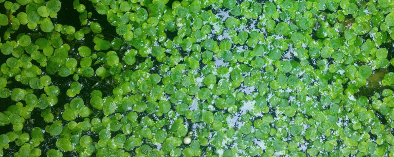 浮萍可以用来喂鸡鸭吗 浮萍能喂鸡吗