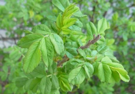 榆叶梅的虫害及防治方法，对症下药合理灭杀防治