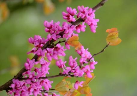 鲜花灿烂图片