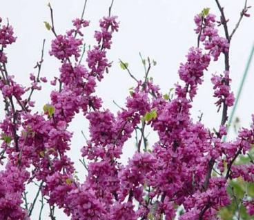 紫荆应怎样科学繁殖 紫荆花树怎么繁殖