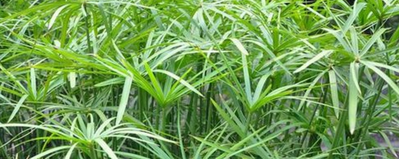 养水竹的方法 如何养水竹