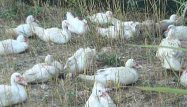 雏鸭的养殖和管理技术 育雏鸭的饲养管理