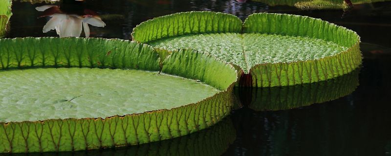 王莲的花语是什么 帝王莲的花语