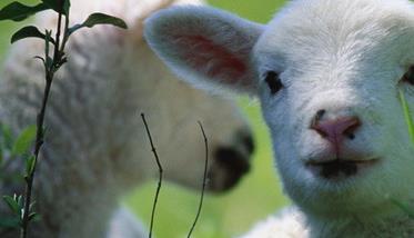 新生羔羊的科学护理方法（新生羊羔的护理及疾病预防）