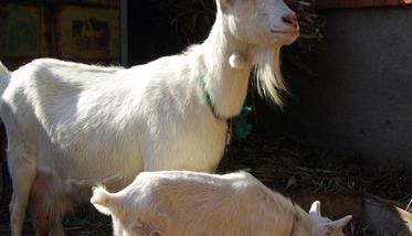 奶山羊羔羊的饲养管理（奶山羊养殖技术与管理）