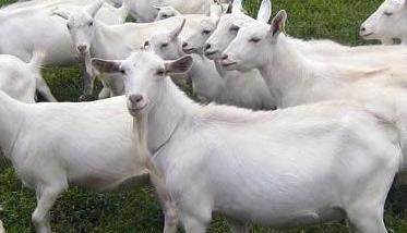 中国奶山羊品种主要有哪些 我国最著名的奶山羊品种