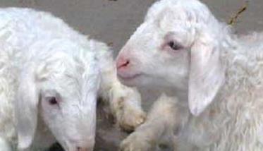 哺乳期羔羊的饲养管理策略（羊羔的喂养和管理）