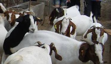 秋季山羊饲养管理技术要点 山羊的养殖技术及饲养管理