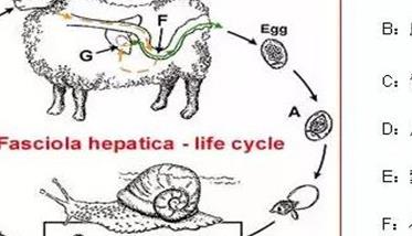 羊肝片吸虫病的症状及其防治方法 羊肝片吸虫病怎么治疗