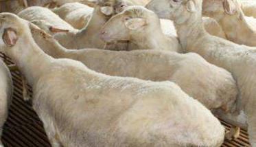 冬季怀孕母羊的饲养管理技术要点（冬天母羊产羔如何护理）