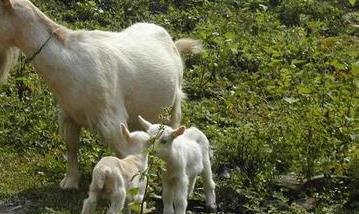 影响山羊繁殖力的主要因素有哪些（影响山羊繁殖力的主要因素有哪些方面）