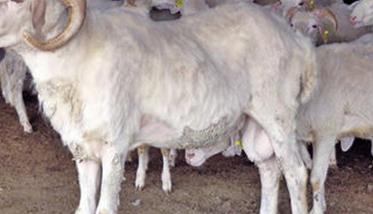 羊布氏杆菌病症状和治疗方法 羊布氏杆菌的症状