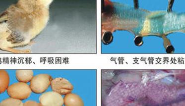 鸡传染性支气管炎症状表现有哪些（鸡传染性支气管炎症状表现有哪些呢）