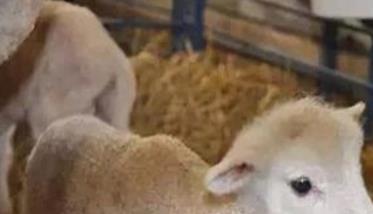 怎样做好哺乳期羔羊的饲养管理工作 哺乳期羔羊的饲养管理技术
