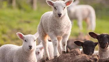 六项措施可提高肉羊繁殖力 提高母羊繁殖性能的营养措施