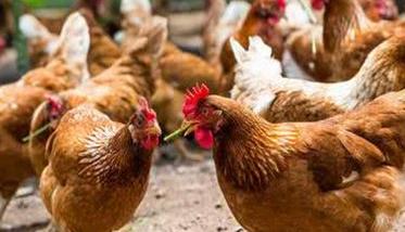 养鸡户如何做好禽流感的防治工作（养鸡禽流感要怎么预防）