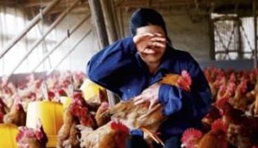 冬春季节养鸡如何获得高效益 冬季养鸡是不是风险很大