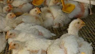 春季肉鸡防病五法（鸡常见病的预防和治疗）