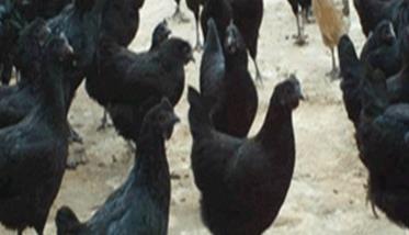乌鸡育成期的管理技术 育成鸡饲养管理技术