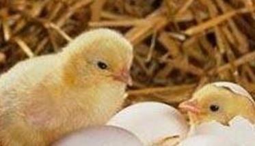 蛋鸡种蛋孵化率下降的原因是什么（蛋鸡种蛋孵化率下降的原因是什么呢）