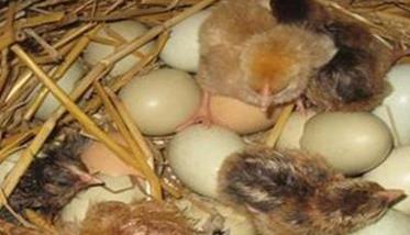 乌鸡蛋孵化温度、湿度是多少（乌鸡蛋孵化温度,湿度是多少合适）