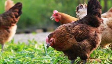 减少鸡群发病的策略措施 养鸡场如何强化疾病防控