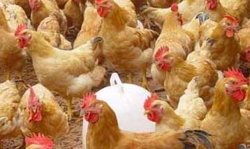 养鸡要重视鸡场的环境卫生管理工作 养鸡要重视鸡场的环境卫生管理工作对吗