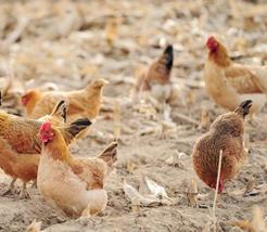 蛋鸡的饲料品质控制及配方调整 蛋鸡的饲料品质控制及配方调整方案